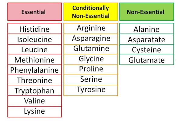 What Is Essential Amino Acid With Example