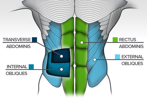 Anatomy of the Core Middle line Muscle Group